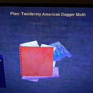 Taxidermy American Dagge