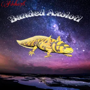 Banded Axolotl