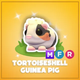 Mega Tortoiseshell Guinea Pig