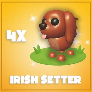 4x Irish Setter