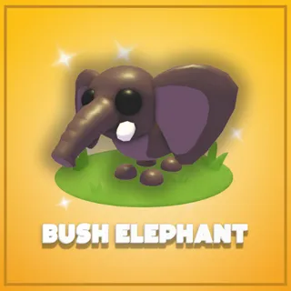Bush Elephant