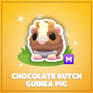 Mega Chocolate Dutch Guinea Pig