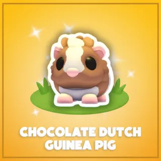 Neon Chocolate Dutch Guinea Pig