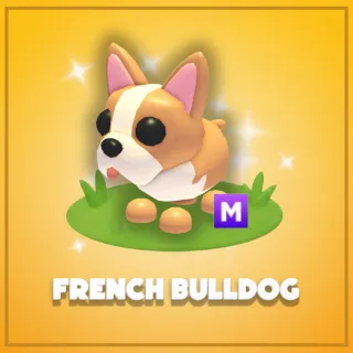 Mega French Bulldog