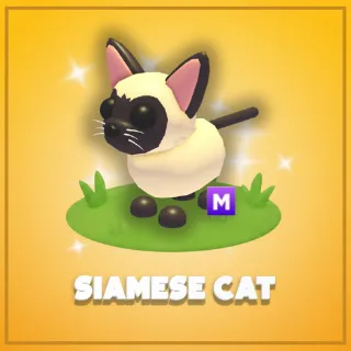 Mega Siamese Cat
