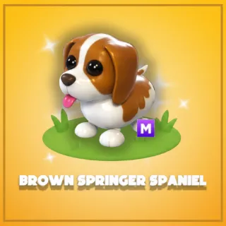 Mega Brown Springer Spaniel