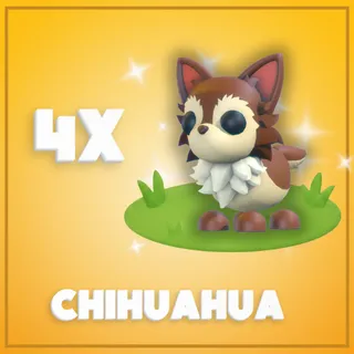 4x Chihuahua