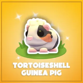 Tortoiseshell Guinea Pig