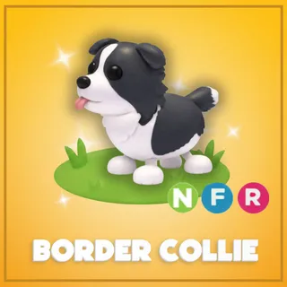 Neon Border Collie