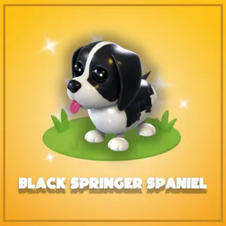Black Springer Spaniel