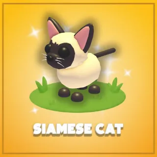 Siamese Cat