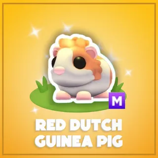 Mega Red Dutch Guinea Pig