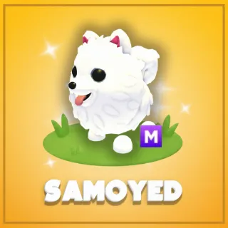 Mega Samoyed
