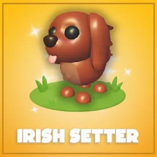 Irish Setter
