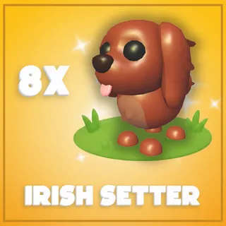 8x Irish Setter