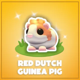 Red Dutch Guinea Pig