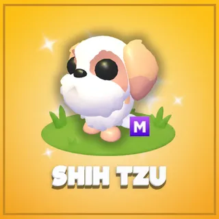 Mega Shih Tzu