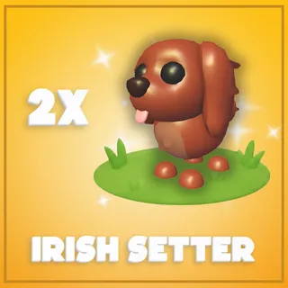 2x Irish Setter