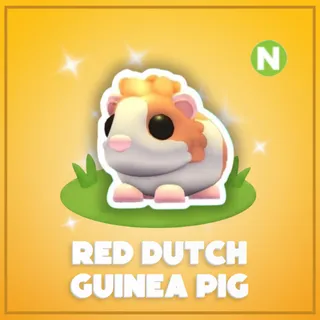 Neon Red Dutch Guinea Pig