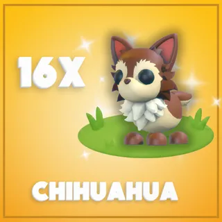 16x Chihuahua