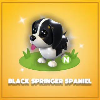 Neon Black Springer Spaniel