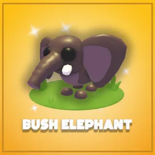 Bush Elephant