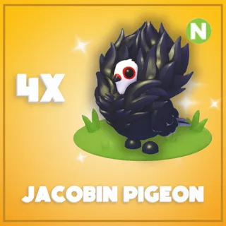 4x Neon Jacobin Pigeon