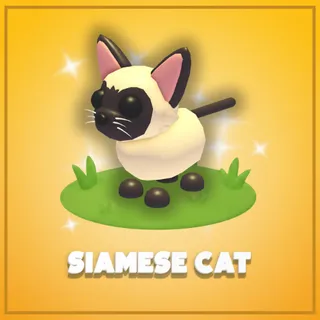 Siamese Cat
