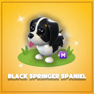 Mega Black Springer Spaniel