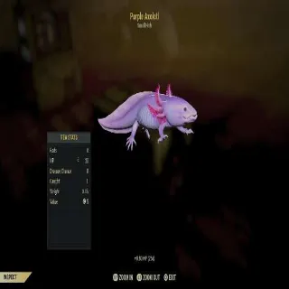 Axolotl