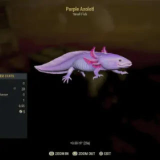 Axolotl