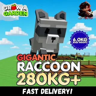 GIGANTIC Raccoon 280KG+ | Huge | Age 500 ⚡INSTANT DELIVERY⚡