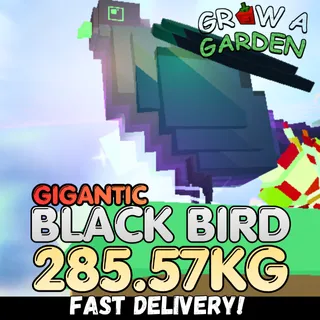 GIGANTIC Rainbow Hatched Black Bird 285.57KG | Huge | Age 500 ⚡INSTANT DELIVERY⚡