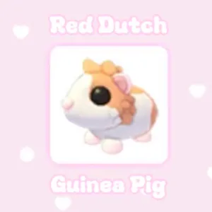 Red Dutch Guinea Pig