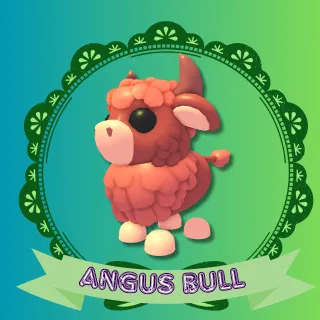 ANGUS BULL