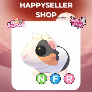 NFR Tortoiseshell Guinea Pig