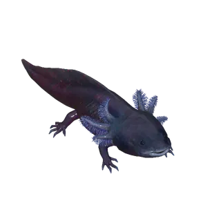 10 shadow axolotl