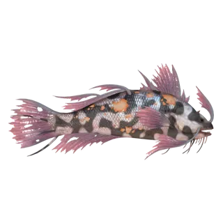 50 fester koi