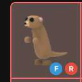 FR Meerkat