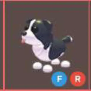 FR Border Collie
