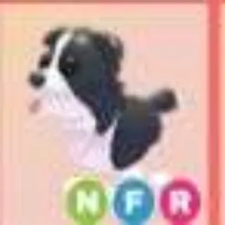 NFR BORDER COLLIE