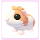 Red Dutch Guinea Pig