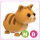 NR Ginger Cat