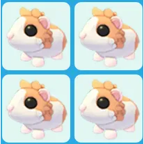 x4 Red Dutch Guinea Pig