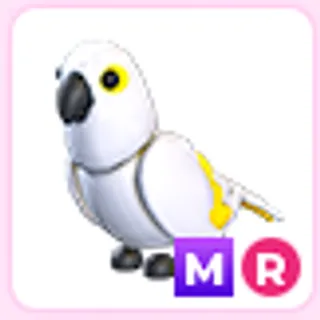 MR White Amazon