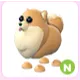 N Pomeranian