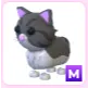 M Persian Cat