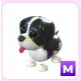 M Black Springer Spaniel