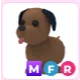 MFR Chocolate Labrador