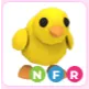 NFR Chick